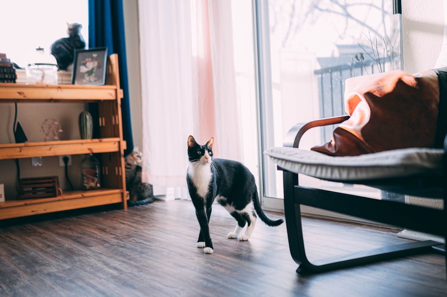 Fem møbler katten din vil elske